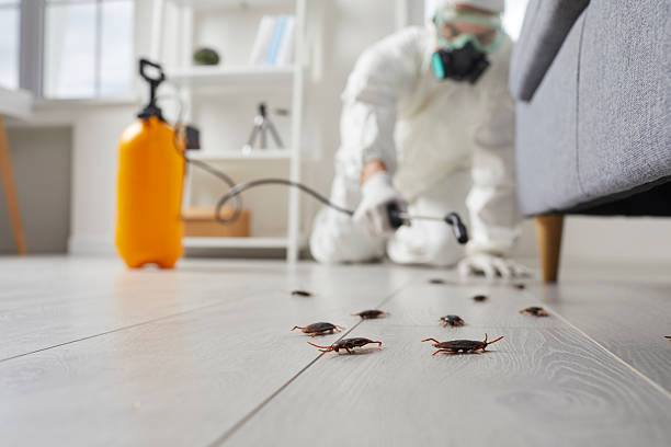 Commercial Kitchen Cockroach Control in Rancho Alegre